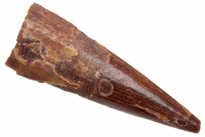 Fossil Pterosaur (Siroccopteryx) Tooth - Morocco #228825